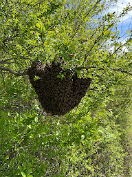 Photo n°20 de Les ruchers d'Ocquerre à Ocquerre (Miellerie)