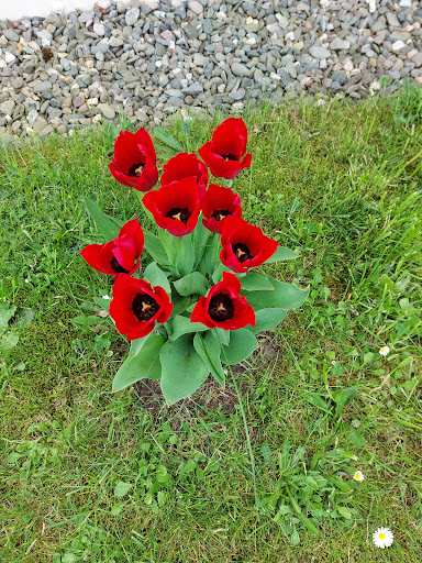Blumen Büttner - Visual