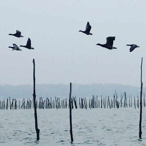 BORDEAUX WILDLIFE - Thumbnail