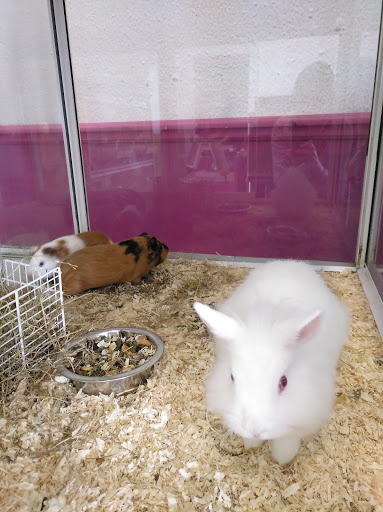 Peluquería Canina Y Felina Irene - Spain