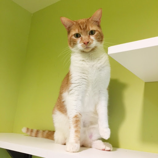Palmetto Animal League Adoption Center Gallery - United States