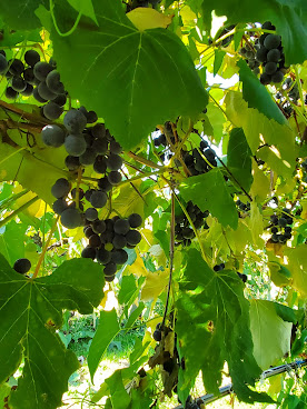 Caradonna Farms by null