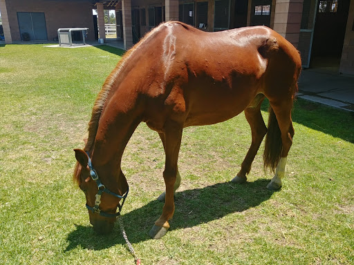 Chino Valley Equine Hospital