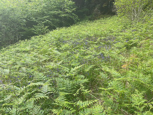Portree Forest Trails Gallery - United Kingdom