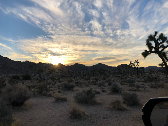 Joshua Tree Lizard: Rock Climbing Tours and Guides in Joshua Tree National Park