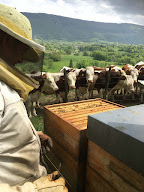 Le Rucher de Meythenod à Meyrieux-Trouet