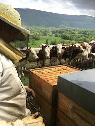 Photo n°1 de Le Rucher de Meythenod à Meyrieux-Trouet (Siège social)