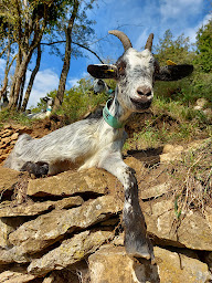 Photo n°4 de La Chevrerie d'Amandine à Chaligny (Ferme)