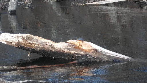 Pawcatuck River - Thumbnail