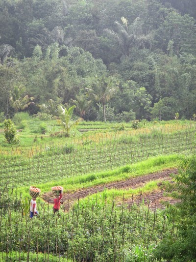 Photos of Village Above the Clouds - Desa Atas Awan Eco-boutique Hotel
