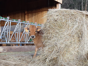 Photo n°9 de DICINA - La Ferme Dessine moi une brebis à Ourches à Ourches (Siège social)