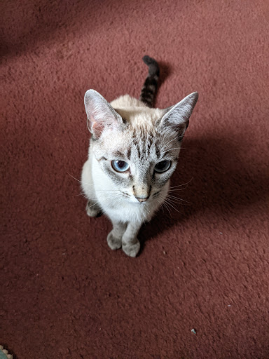 Forest City Animal Hospital - Thumbnail