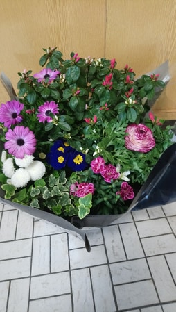 Fleur D'escargot