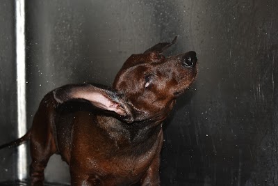 Photos of Monterrico Veterinaria y Spa