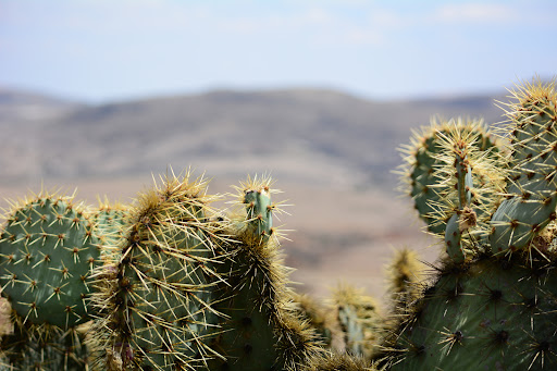 ARROYO COLORADO 1 - Thumbnail