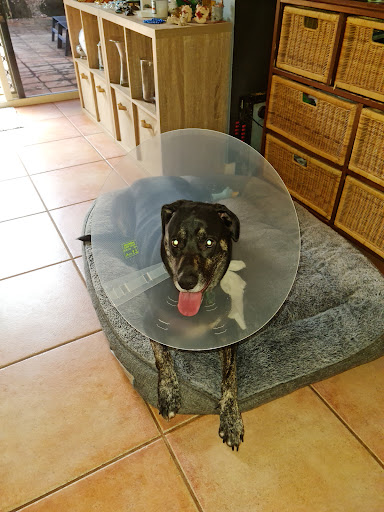 Southside Veterinary Surgery Gallery - Australia