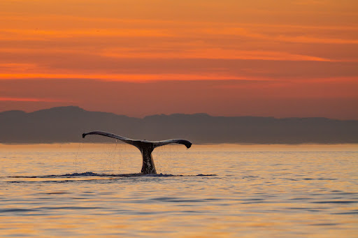 Neptune Wildlife Tours - Thumbnail