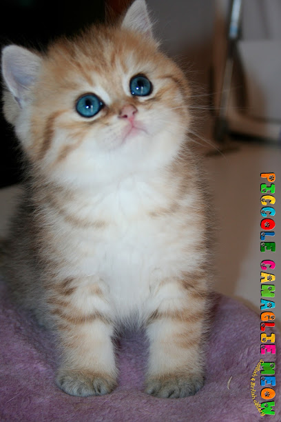 Piccole Canaglie Meow Cattery Allevamento amatoriale gatti Scottish e British