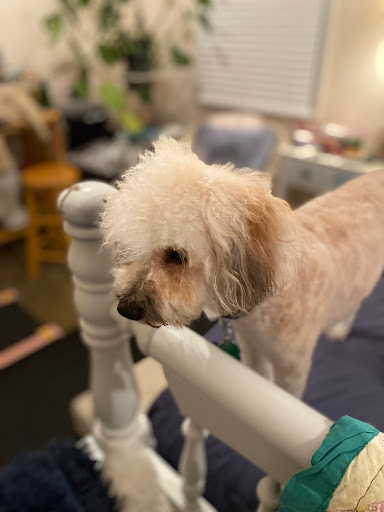 Southern Hounds Grooming, LLC - Thumbnail
