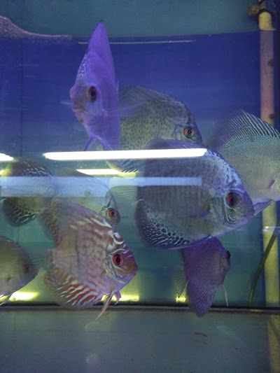 Ansar production house - Aquarium Store