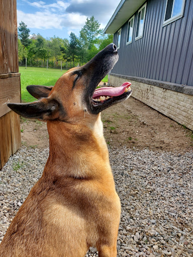 Wags Pet Grooming and Boarding