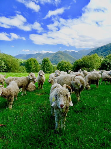 Mohair La Ferme Frady Pyrénées Gallery - France