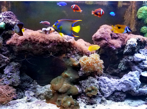 Aquatic Design & Maintenance - Thumbnail