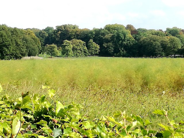 Düsseldorf-Aaper Wald
