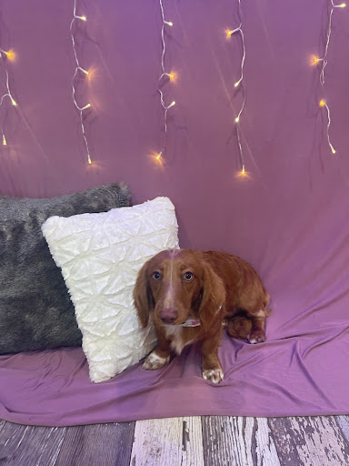 Sweet Baby Salon LLC - Thumbnail