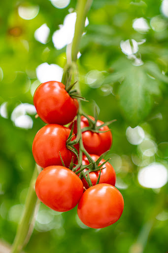 LA POMME D'AMOUR - Producteur de Tomates gustatives - Thumbnail
