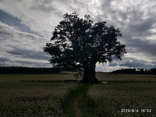 Kaņepju dižozols