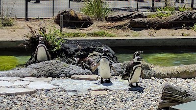 Penguin Island at The San Francisco Zoo