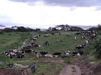 株式会社 ミルクる