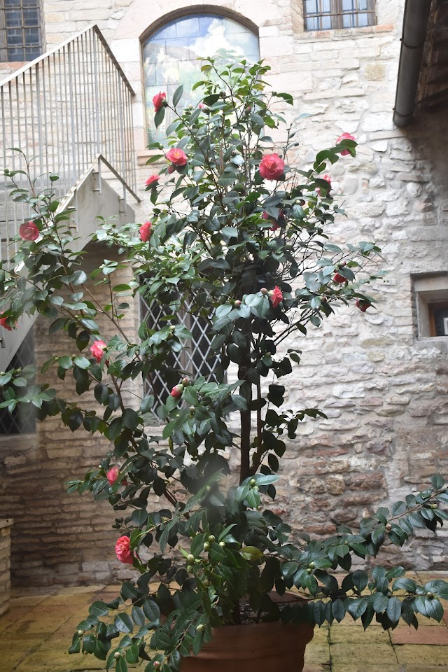 Museo della Porziuncola