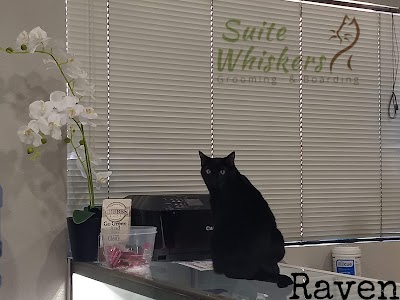 Suite Whiskers