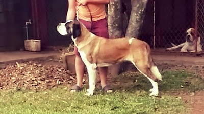 Photos of Mountain Paradise Saint Bernards Kennel