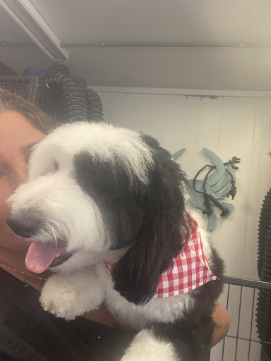 Kat’s Professional Grooming/ LLC - Thumbnail