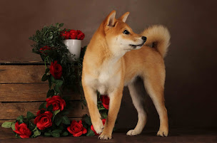 Photo n°6 de Elevage Du Jardin de Chinzan So (Race élevée : Shiba Inu) à Saint-Fort-sur-le-Né (Éleveur de chiens)