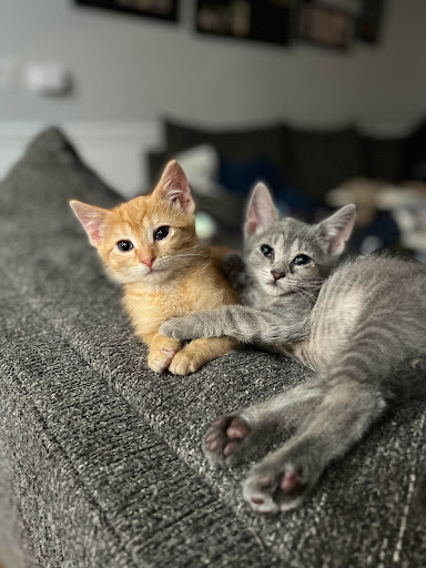 Lincoln County Animal Services - Thumbnail