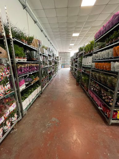 DBN Plants ingrosso piante - Thumbnail