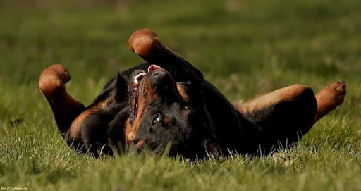 Rottweiler De Bedia - Thumbnail