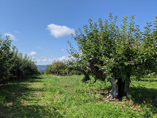 Wellwood Orchards Inc. Gallery - United States