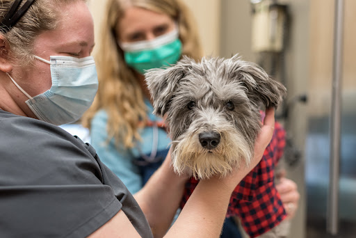 The Pet Hospitals Houston Levee & Macon - Thumbnail