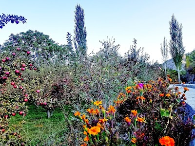 Mohammad Anwar garden