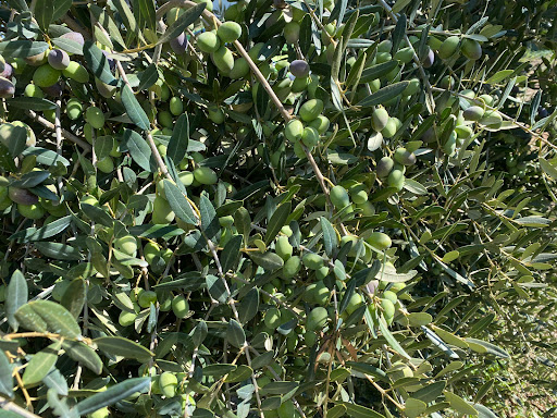 Oro del Salento - Visual