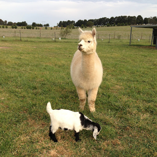 Blackwattle Alpaca Farm - Thumbnail