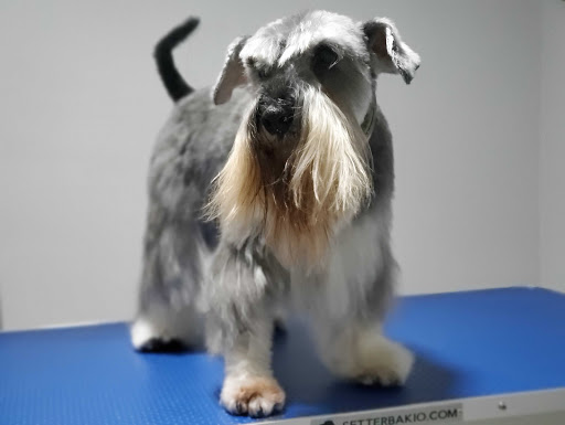 Clinica veterinaria jarama