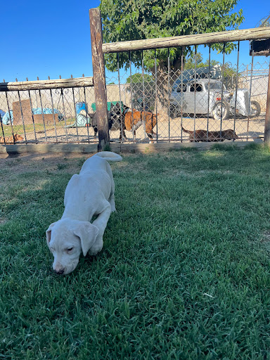 Dogo Argentino of California Gallery - United States