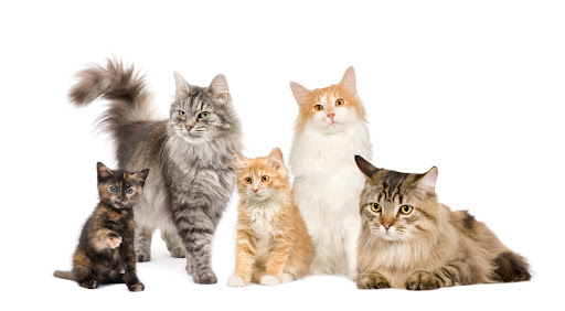 Cairns Veterinary Clinic - Thumbnail