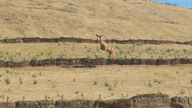 Forest Lawn Memorial Park